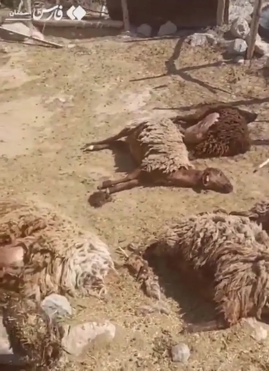 ۲ پلنگ در شاهرود به گوسفندان یک زن روستایی حمله کردند