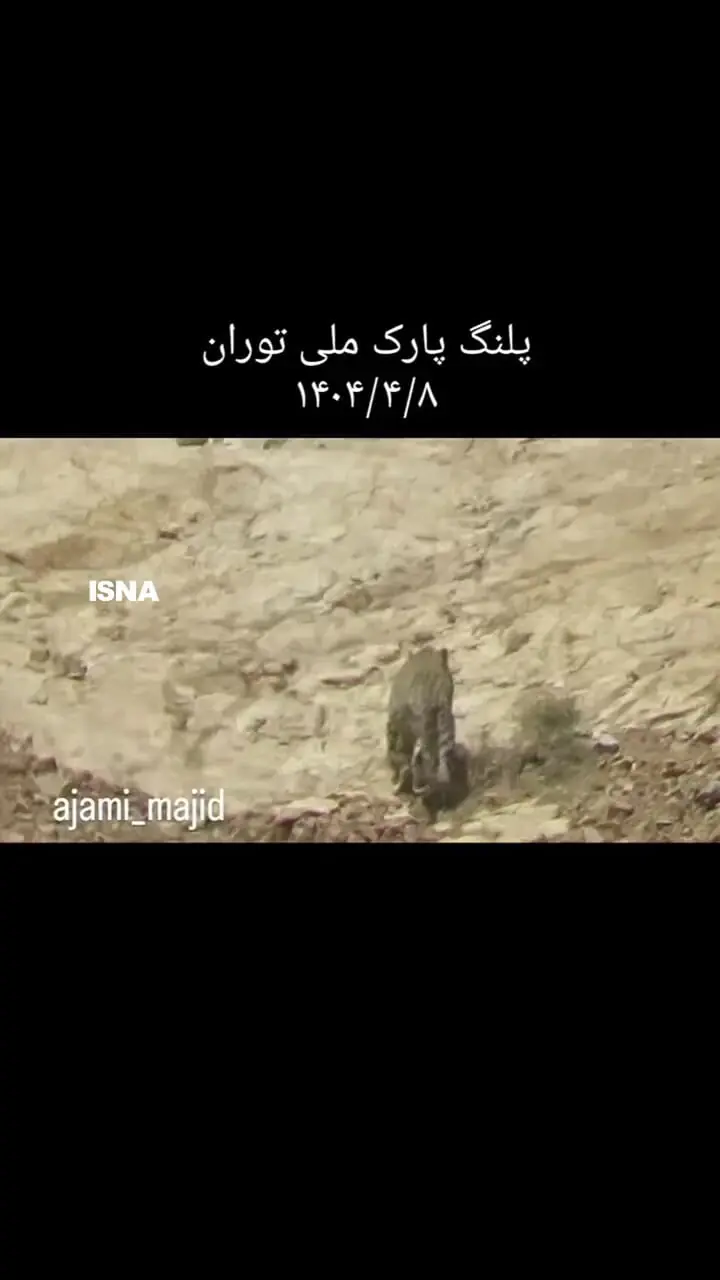 مشاهده پلنگ ایرانی در پارک ملی توران شاهرود