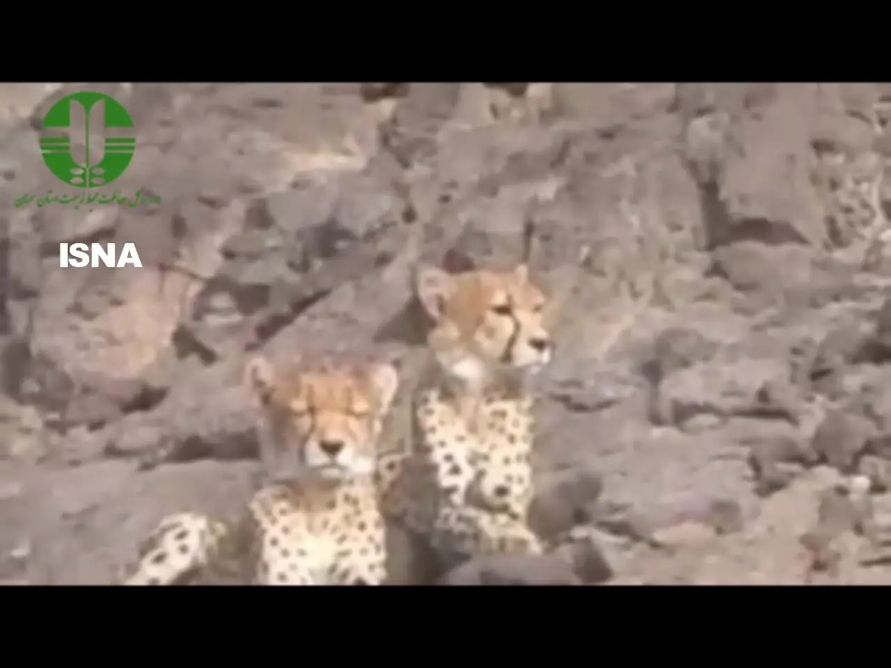 مشاهده ۲ یوزپلنگ آسیایی در منطقه یوزکنام پل ابریشم سمنان