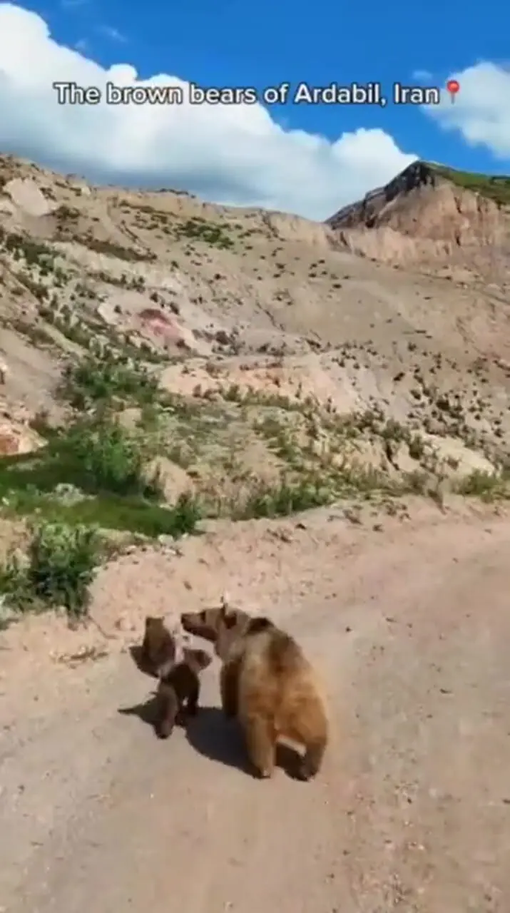 کوهنوردی خرس قهوه‌ای و توله‌هایش در اردبیل