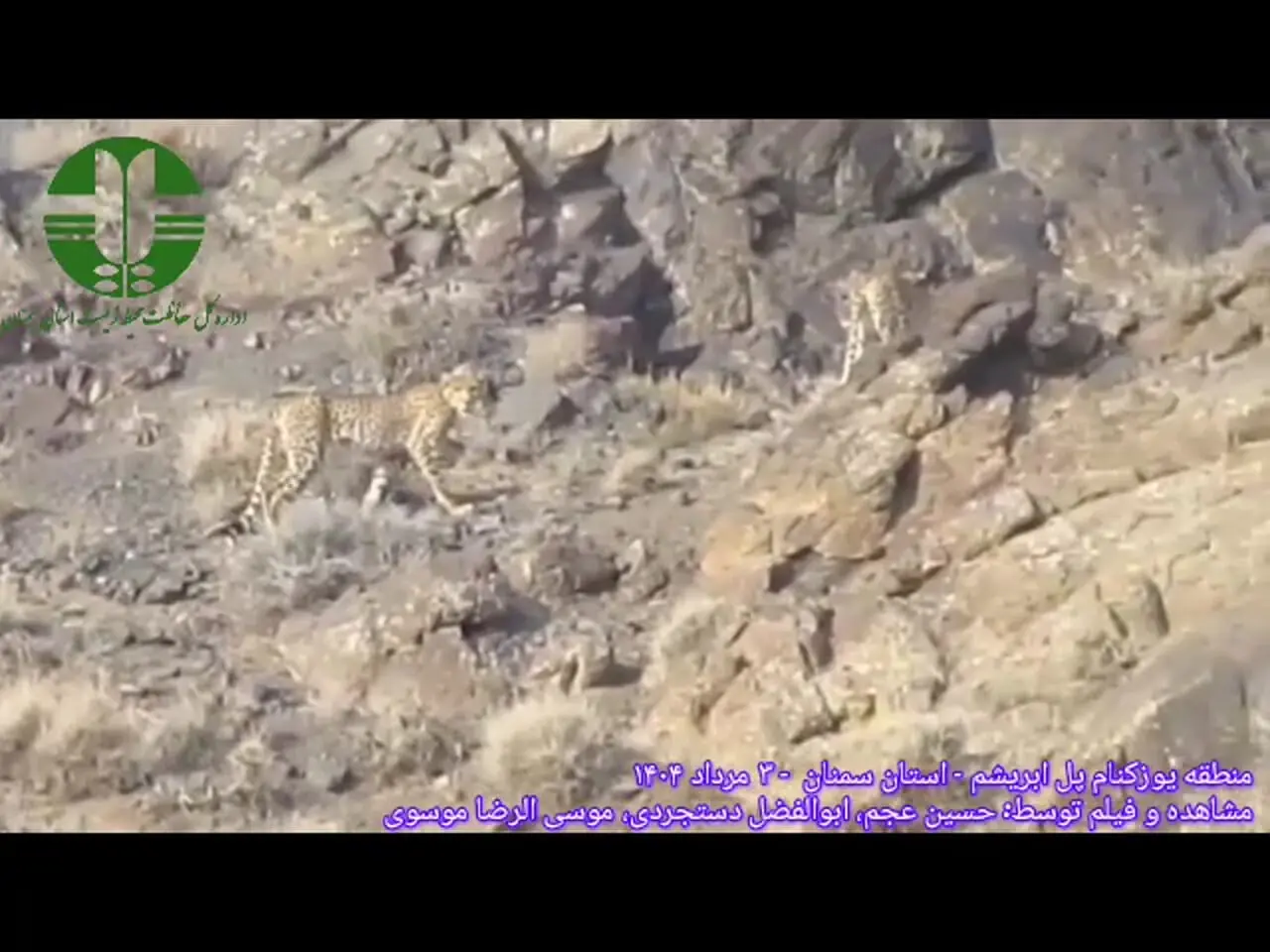 مشاهده دو قلاده یوزپلنگ آسیایی دیگر در منطقه یوزکنام پل ابریشم