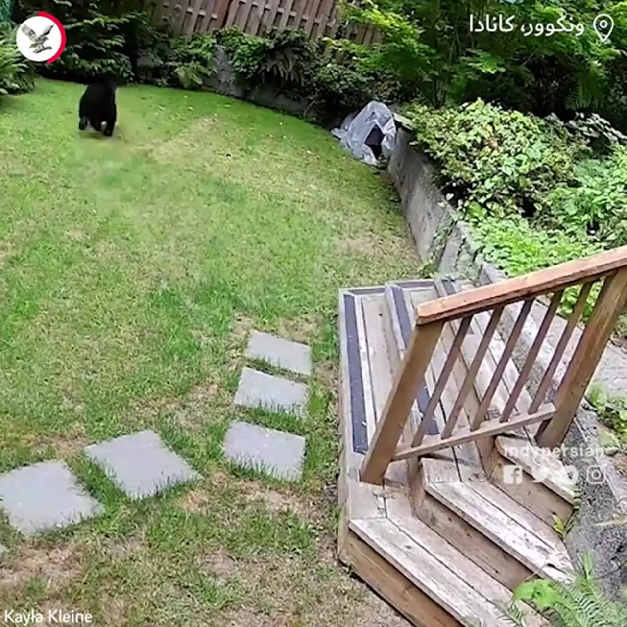 حمله سگ کوچک به به خرس در کانادا