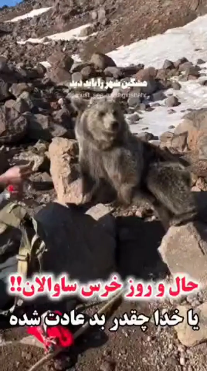 خرس وحشی که از دست کوهنوردان در سبلان ساقه طلایی می‌گیرد!