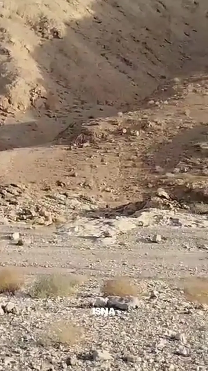 مشاهده دو قلاده یوز در نایبندان خراسان جنوبی بعد از یک دهه