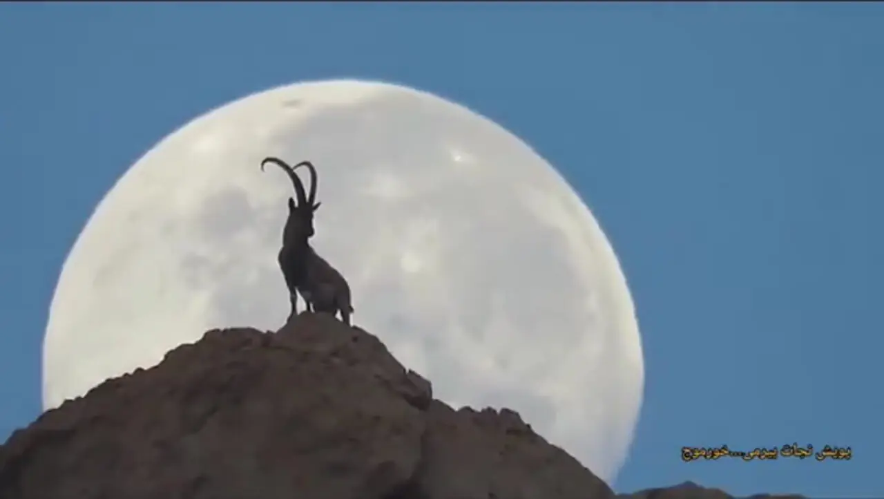 تصویری شگفت‌ انگیز از یک بز کوهی بر فراز کوهی در نزدیکی بوشهر