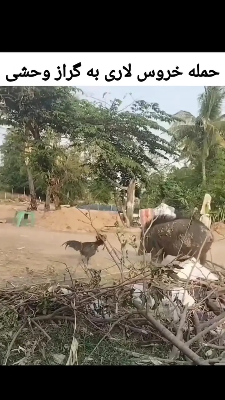 نبرد شجاعانه خروس لاری با گراز