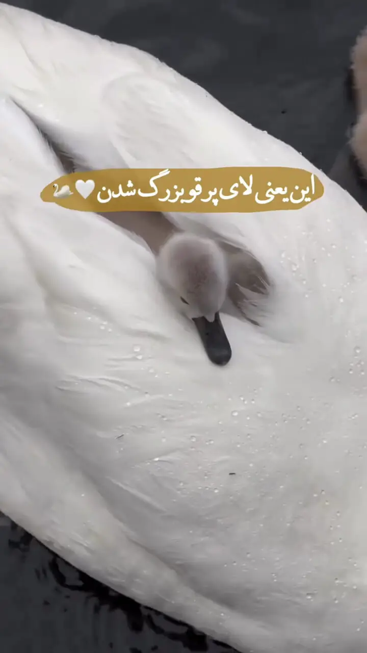 لای پر قو بزرگ شدن به روایت تصویر