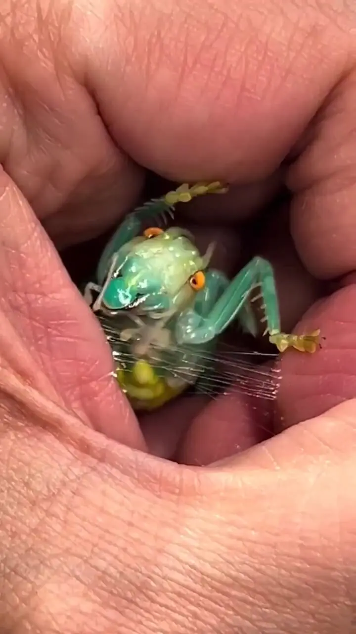 ویدیویی جالب از عنکبوت شیشهای ریز که تار کریستالی خود را در کف دست میبافد