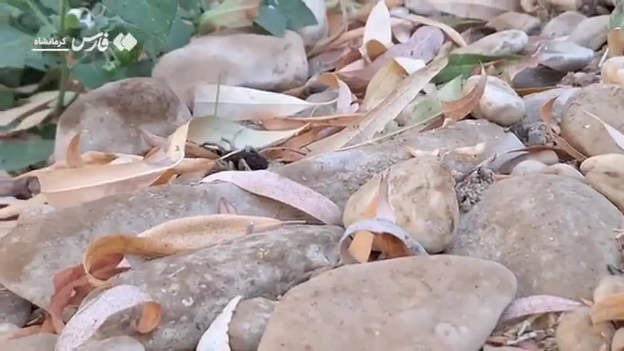 عنکبوتی که فرزندانش را به دوش میکشد