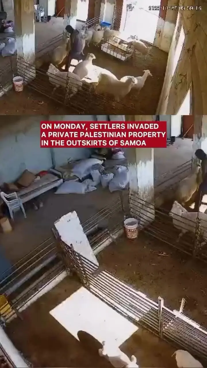 کشتار وحشیانه دامهای فلسطینیان به دست شهرک نشینان صهیونیست