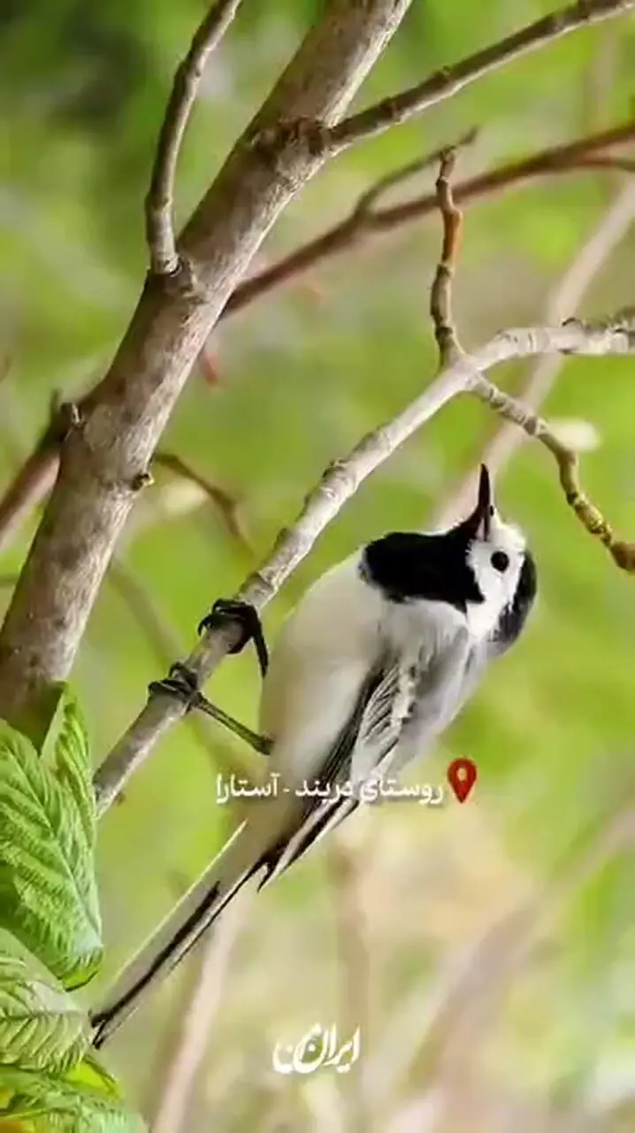 دربند آستارا زیباتره یا دربند تهران؟