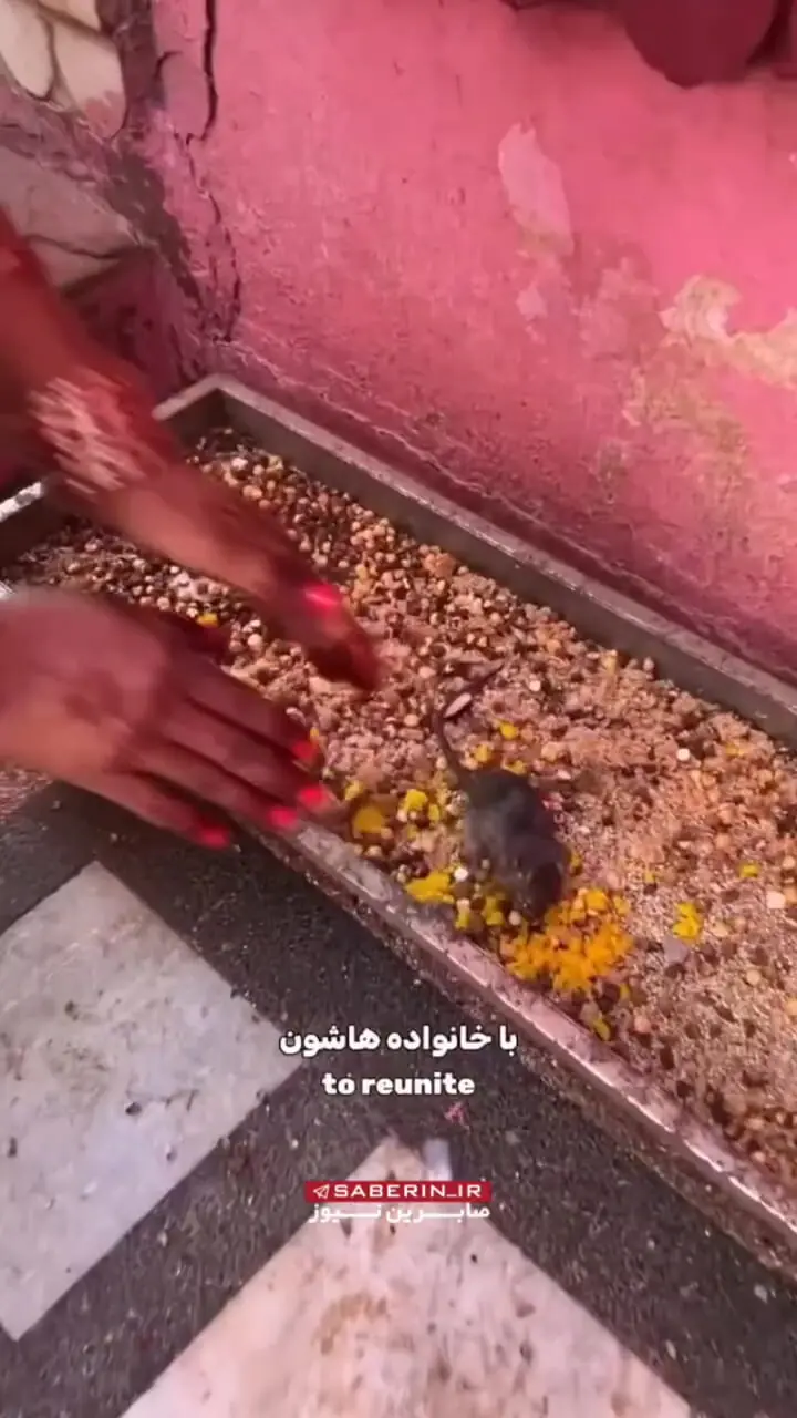 معبدی عجیب در هند که موش ها را مقدس میدانند