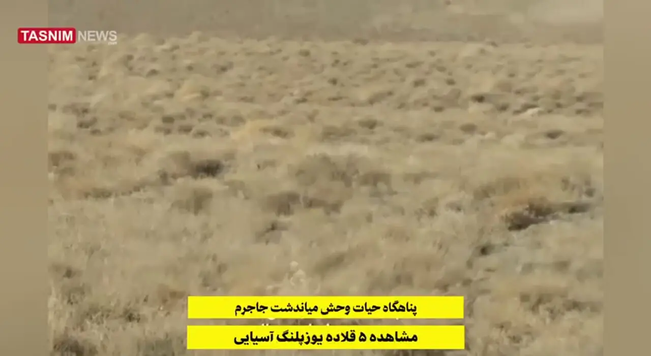 ثبت تصویر ۵ قلاده یوزپلنگ آسیایی در میاندشت خراسان شمالی