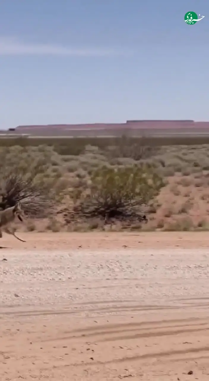کارتون محبوب «میگمیگ» الهام گرفته از این ماجرا بوده است
