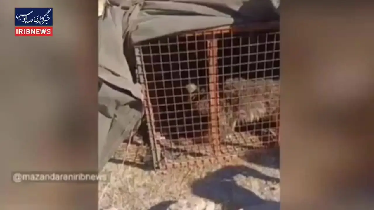 زندهگیری خرس مهاجم در ورزنه بابل