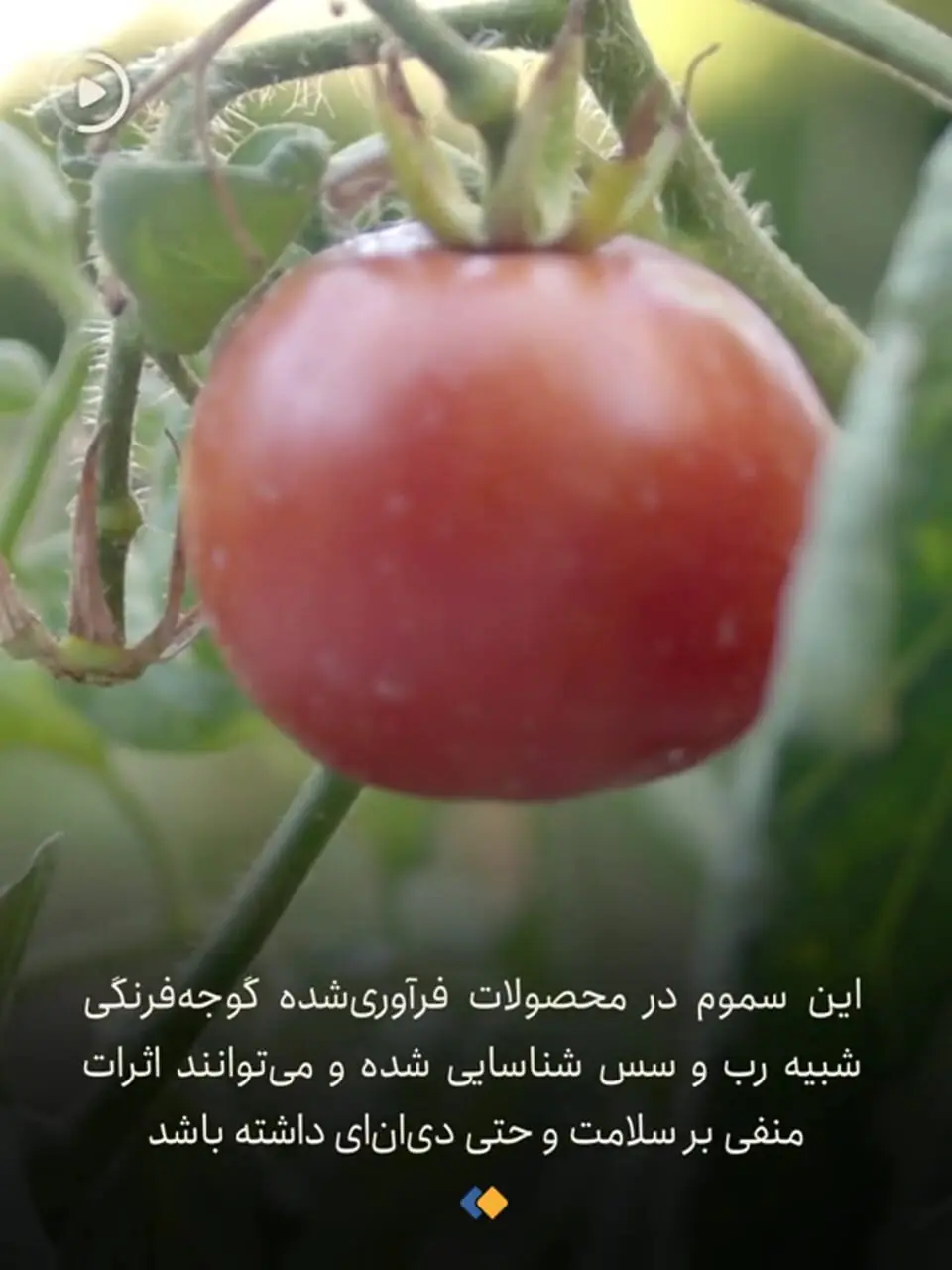 از کپکهای رُب گوجه به سادگی عبور نکنید