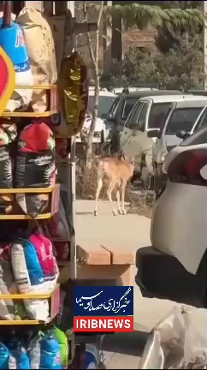ورود میش وحشی به معابر شهری لواسان