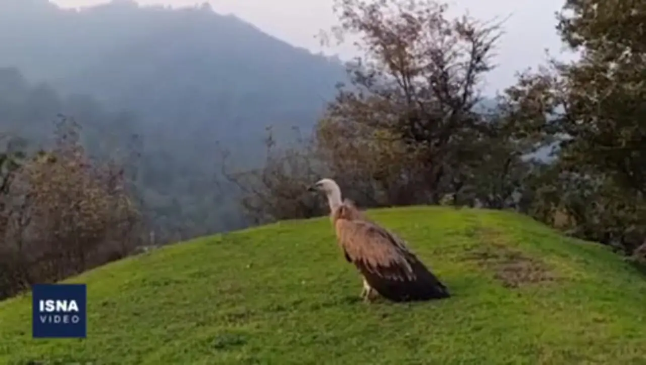 پرواز دوباره کرکس مصدوم بر فراز ارتفاعات گردنه حیران