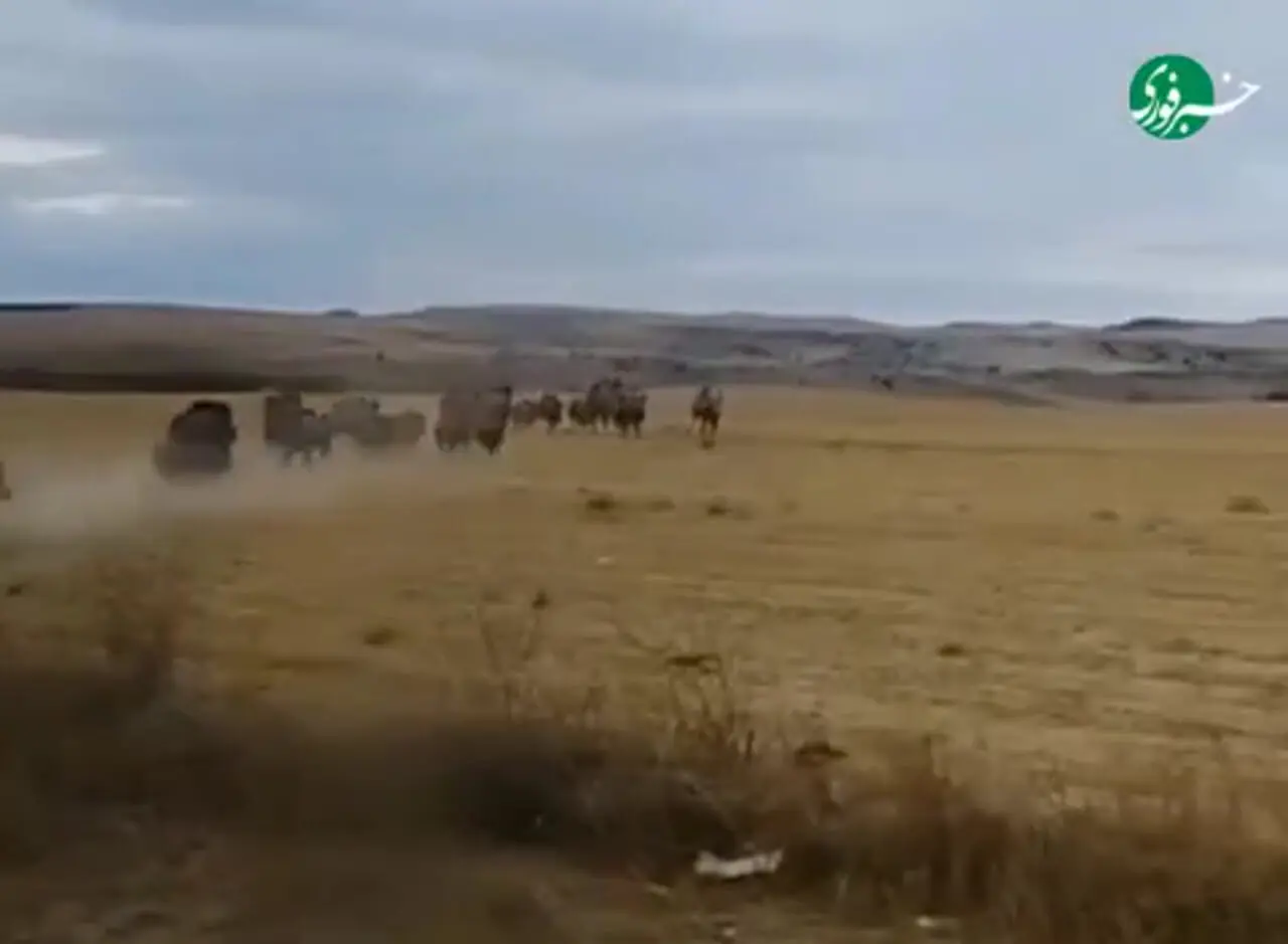 عبور عجیب گله گراز وحشی از جاده‌ای در شهرستان راز