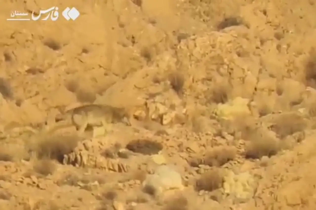 گله گرگهای خاکستری در جاشلوبار