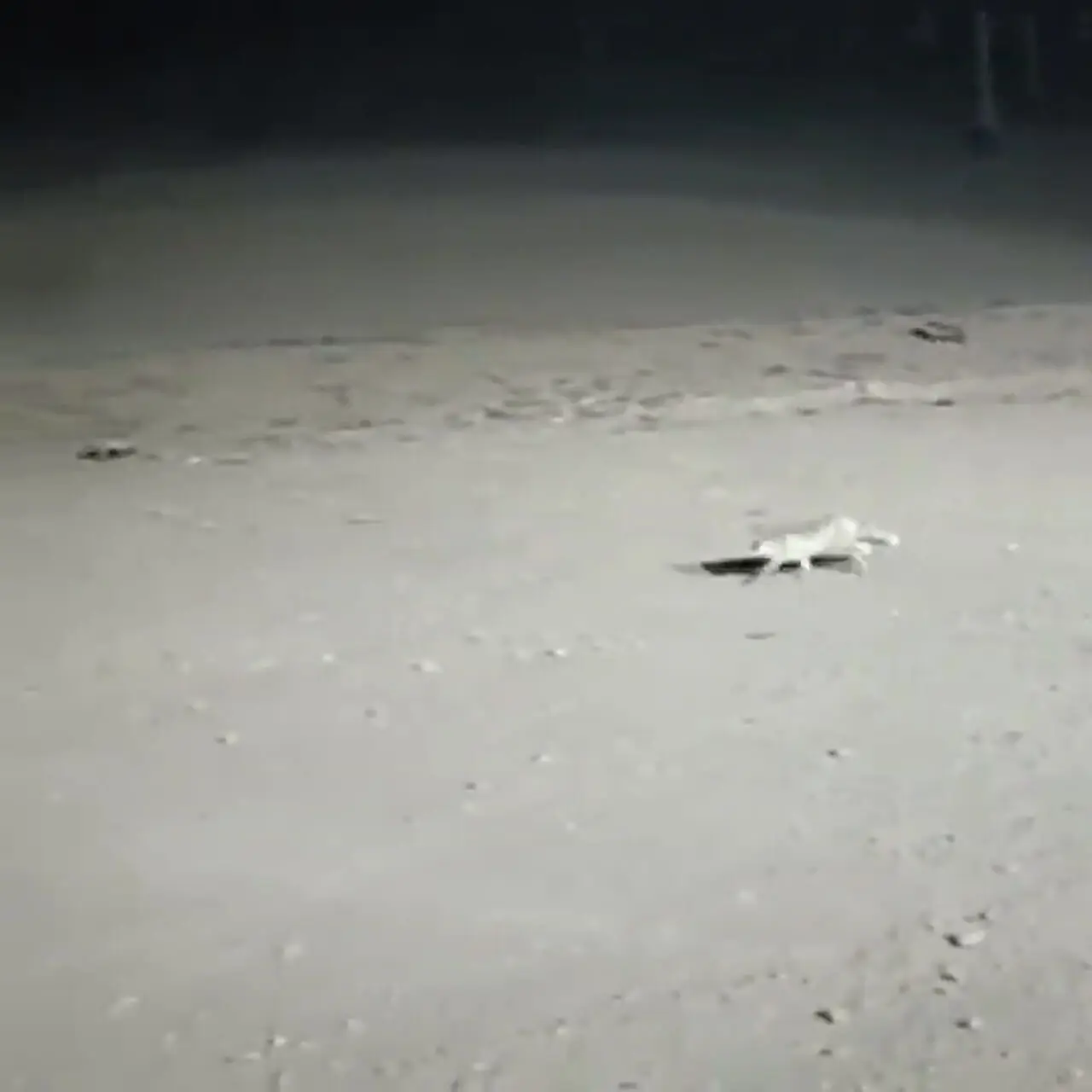 آغاز بارش نخستین برف پاییزی در ایستگاه هفت توچالِ تهران