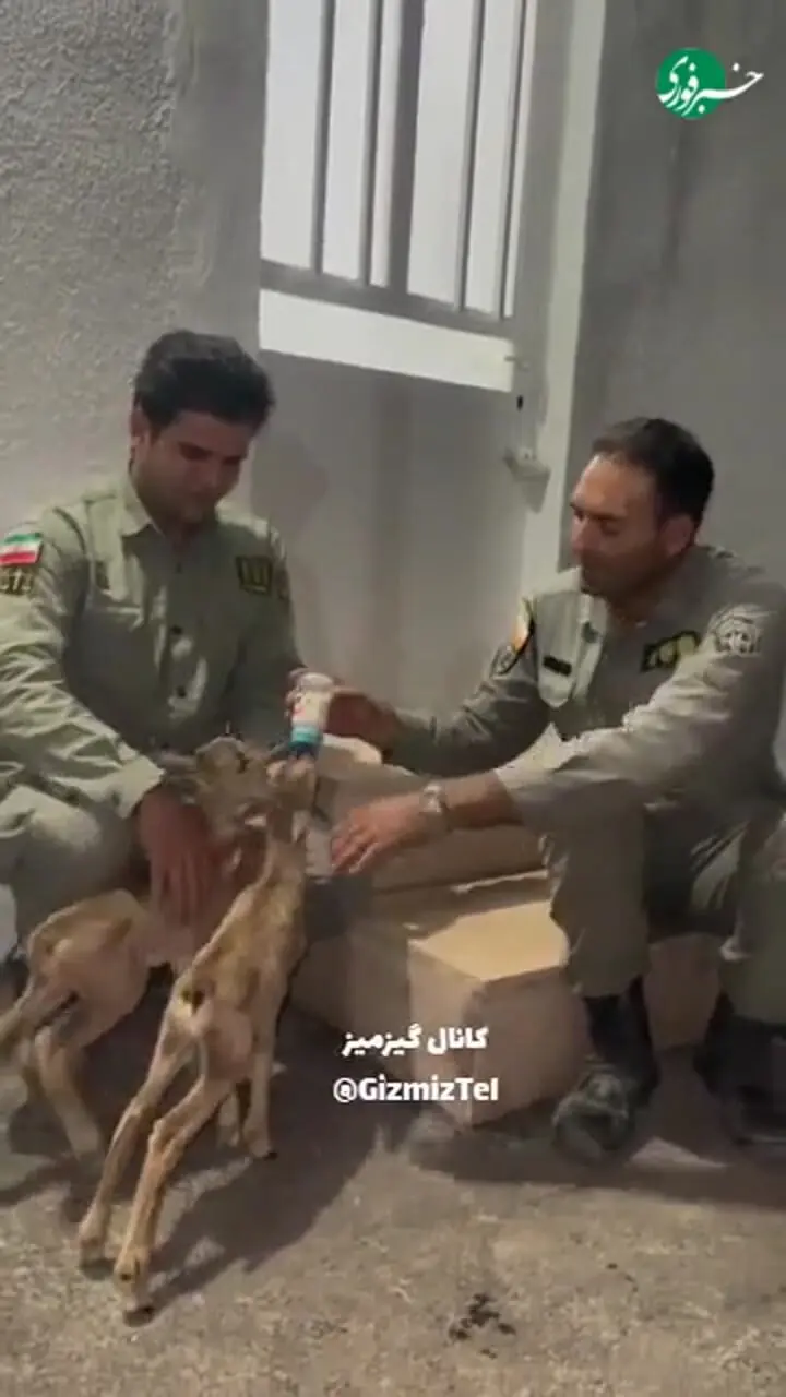 حیوانات حیات وحش را از طبیعت جدا نکنید!