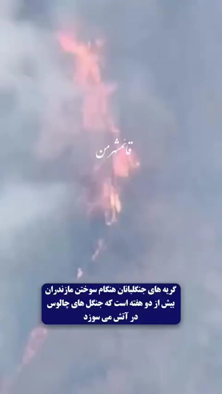 گریههای جنگلبانان هنگام سوختن درختان چندهزارساله در جنگلهای هیرکانی