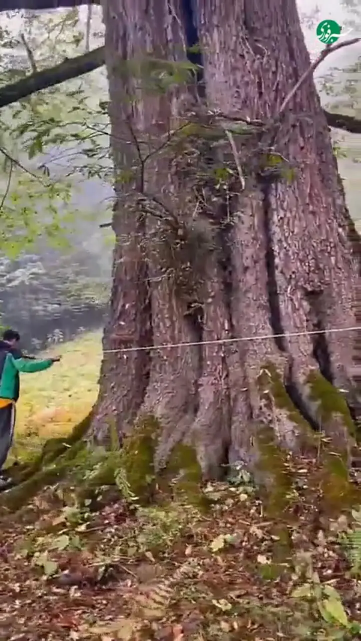 عظمت درختان جنگل های هیرکانی را ببینید که در آتش می‌سوزد