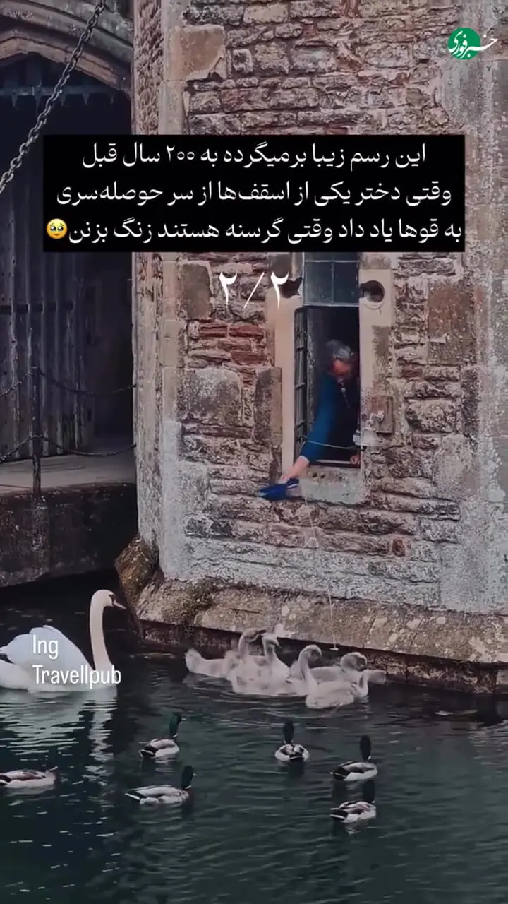 رسمی جالب در ولز؛ قوهایی که زنگ می‌زنند تا غذا بگیرند