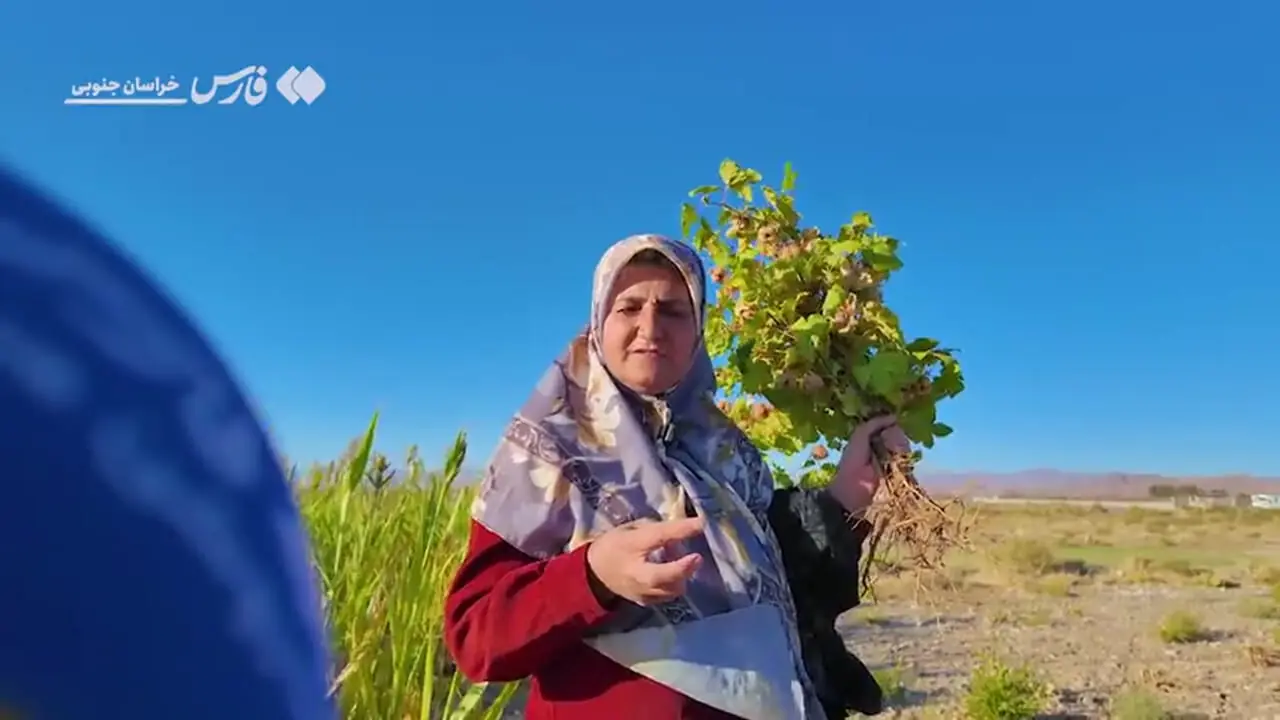 این پنبه رنگ نمیشود؛ نسکافهای میروید