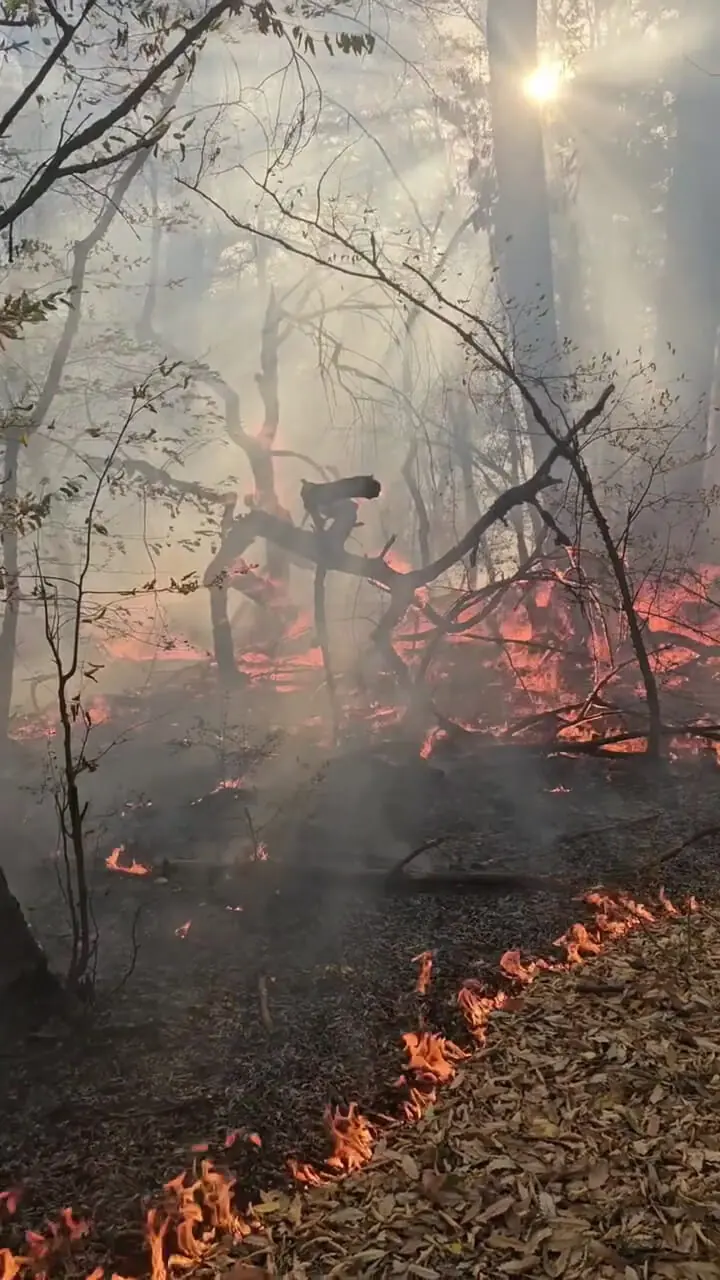 آتش سوزی در جنگل های گلستان