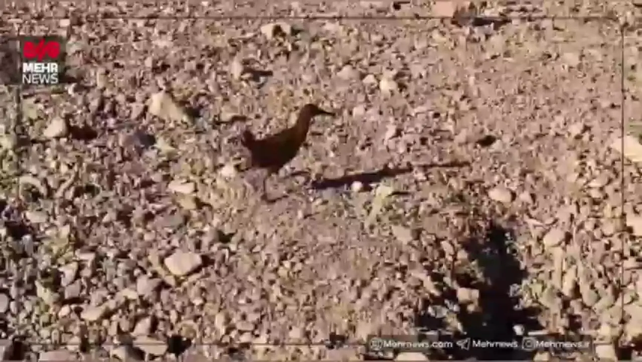 پایان خوش ماجرای یک پرنده آسیب‌ دیده در شاهرود