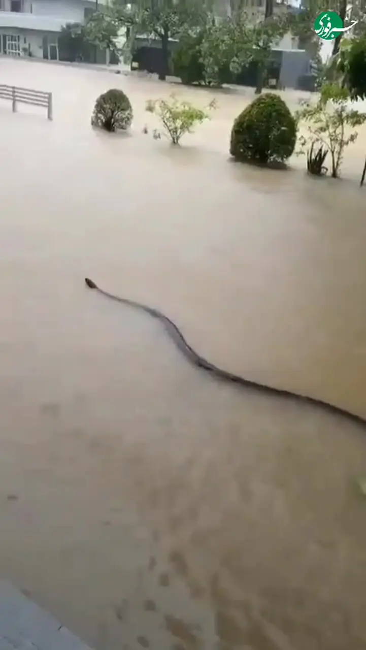 در اوج سیل هات‌یای تایلند، مار عظیمی میان آب‌های خروشان ظاهر شد
