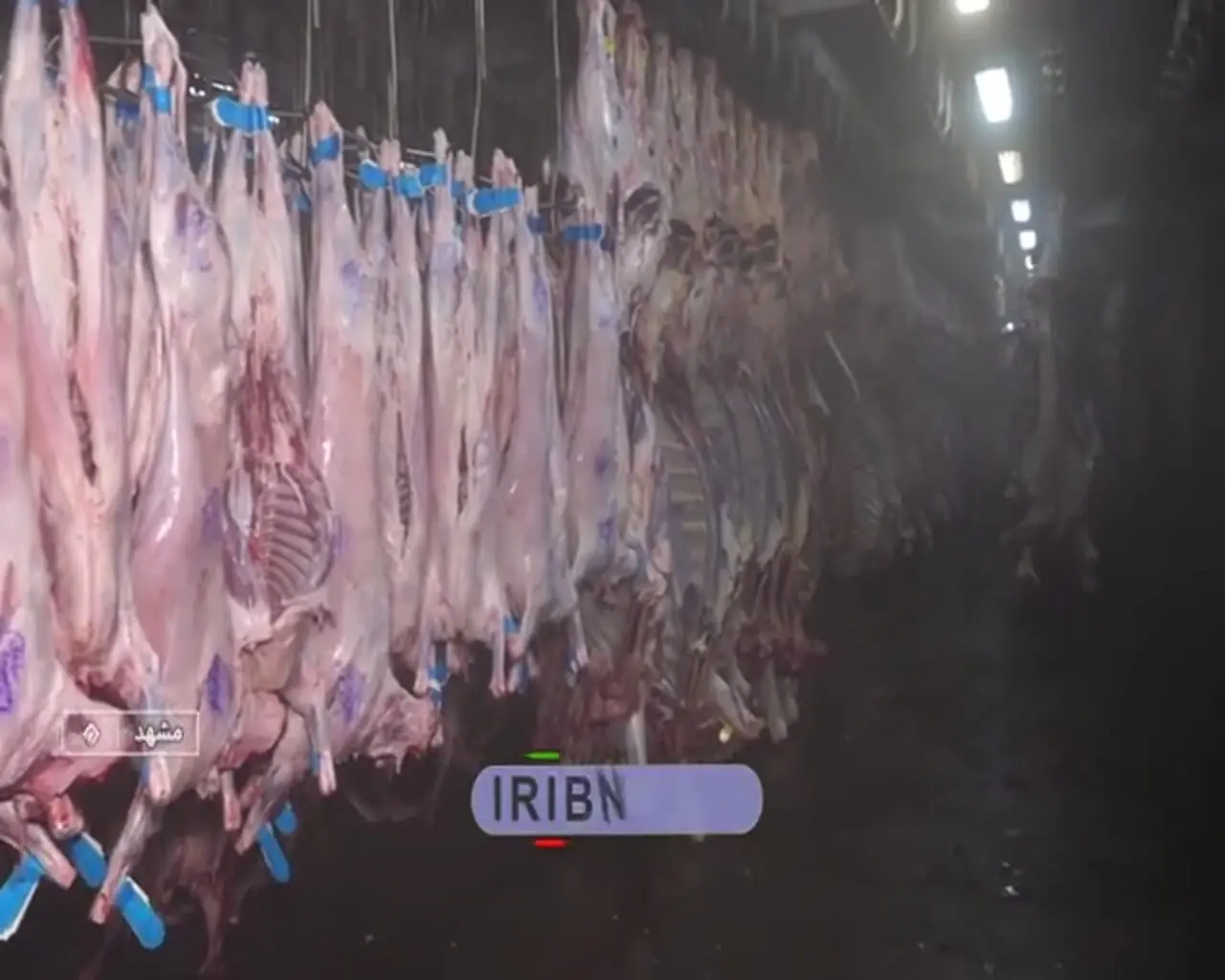 تناقض در بزرگترین قطب تولید گوشت قرمز کشور!