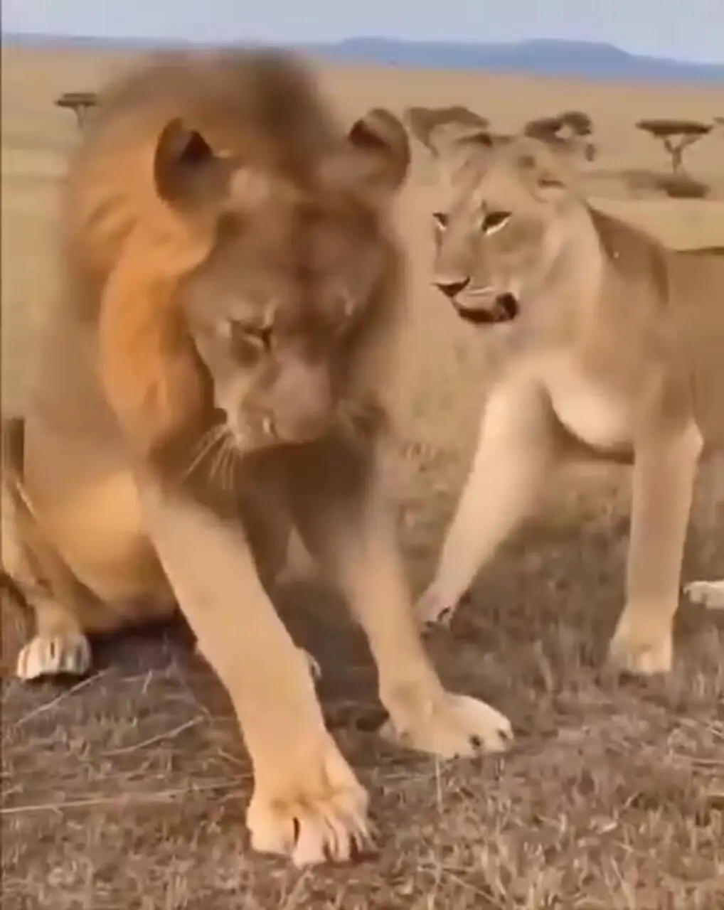 وقتی شیر نر هم باید مقابل همسرش کوتاه بیاید