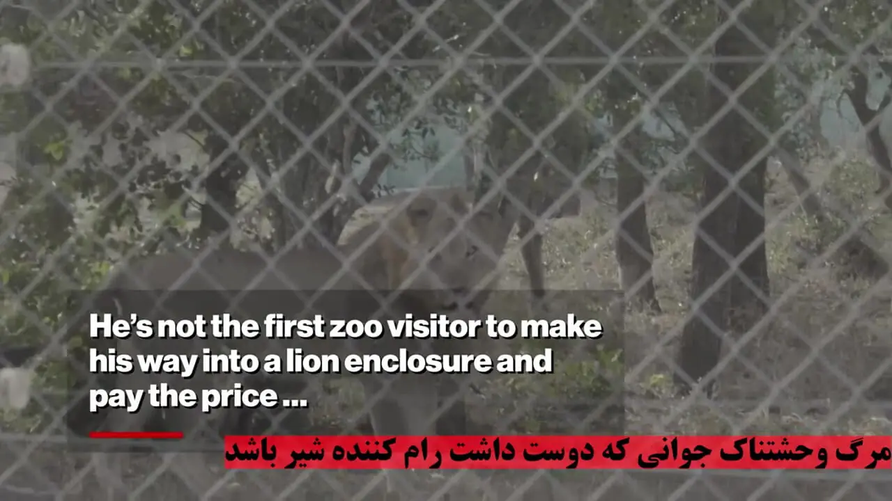 لحظات وحشتناک مرگ دلخراش نوجوان در قفس شیر باغ وحش