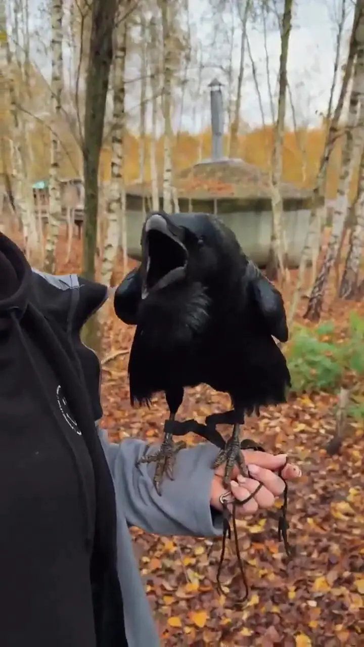 تقلید صدای ترسناکترین کلاغ روس!