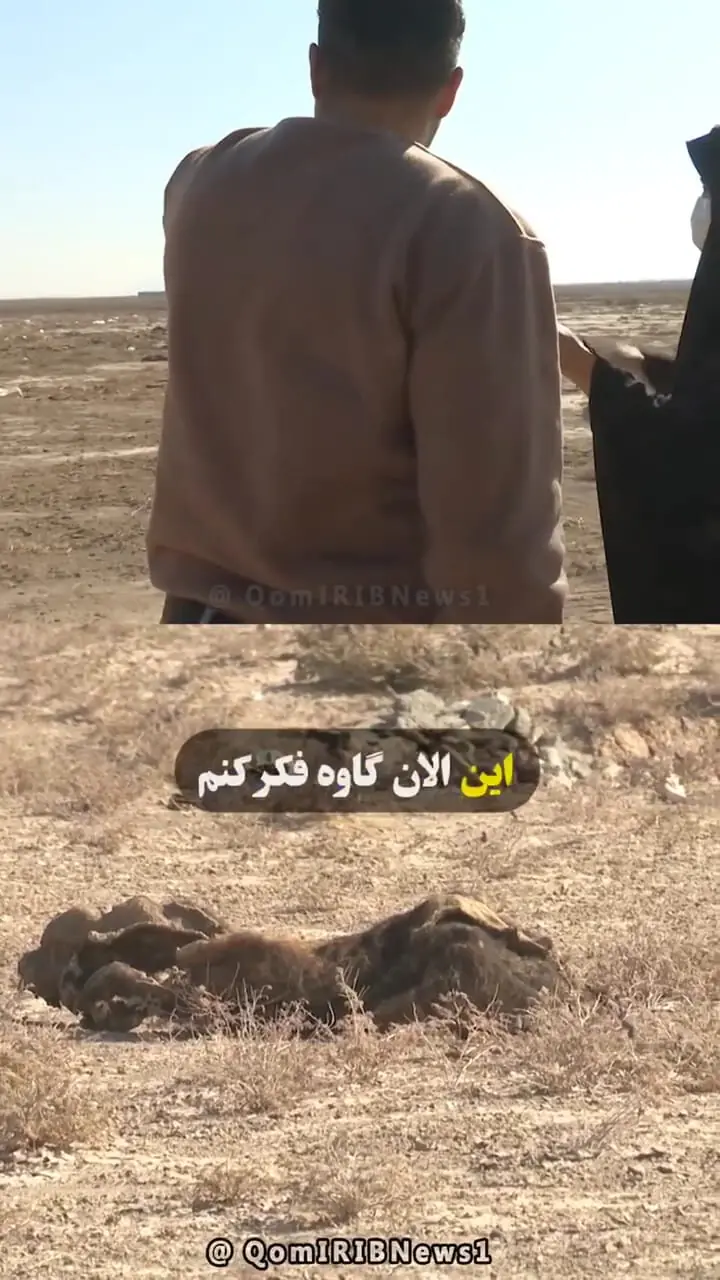 تب برفکی و معضل لاشههای دام رها شده در طبیعت