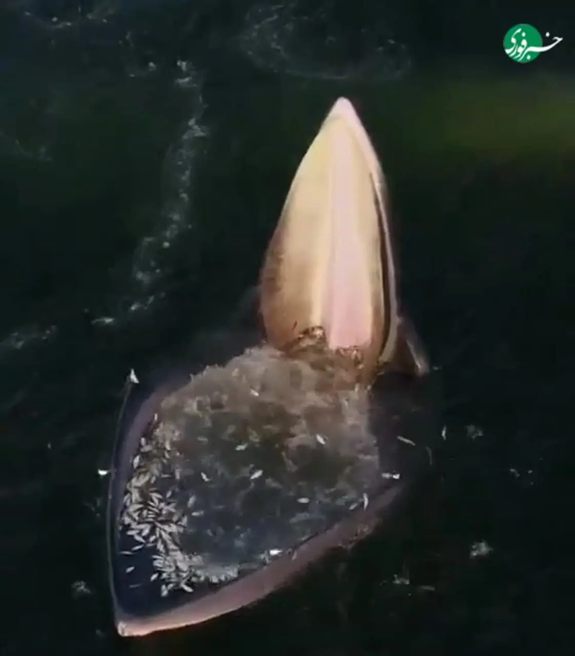 تلاش نهنگ عدن برای نفس کشیدن در دریای آلوده