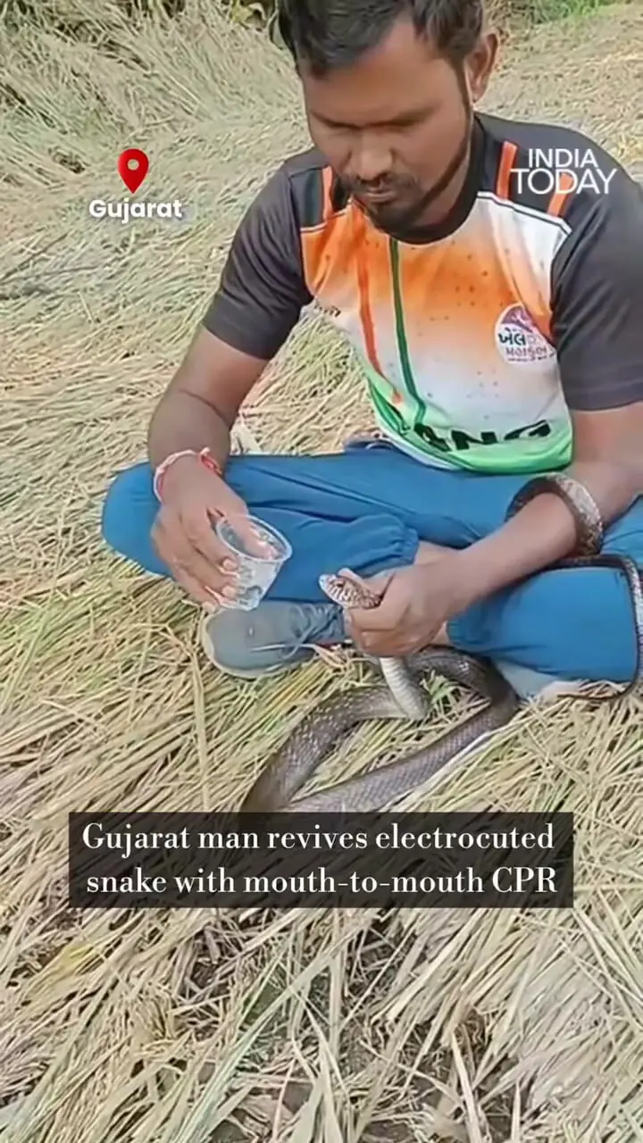 لحظه نجات جان مار با تنفس دهانبهدهان