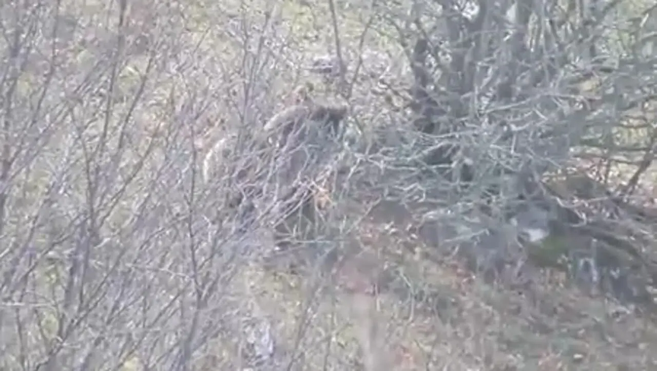 خرس قهوهای مازندران آمادۀ خواب زمستانی میشود