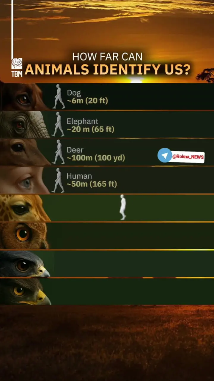 هر حیوان انسان را از چه فاصلهای میبیند؟!