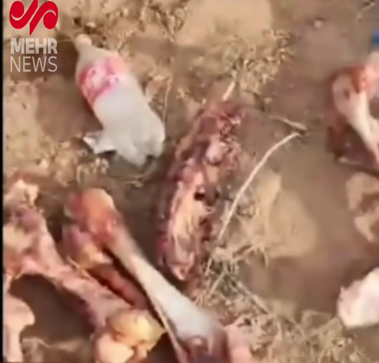 جزئیات تکان دهنده از پرونده کشف ۳ تن گوشت الاغ در تهران