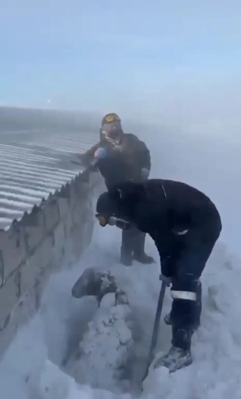 تصاویری از یخ زدن حیوانات در برف یک متری شهرستان رابر کرمان