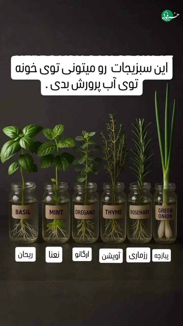 چطور با یه ظرف آب و نور کم، سبزیجات تازه در خانه رشد بدیم؟