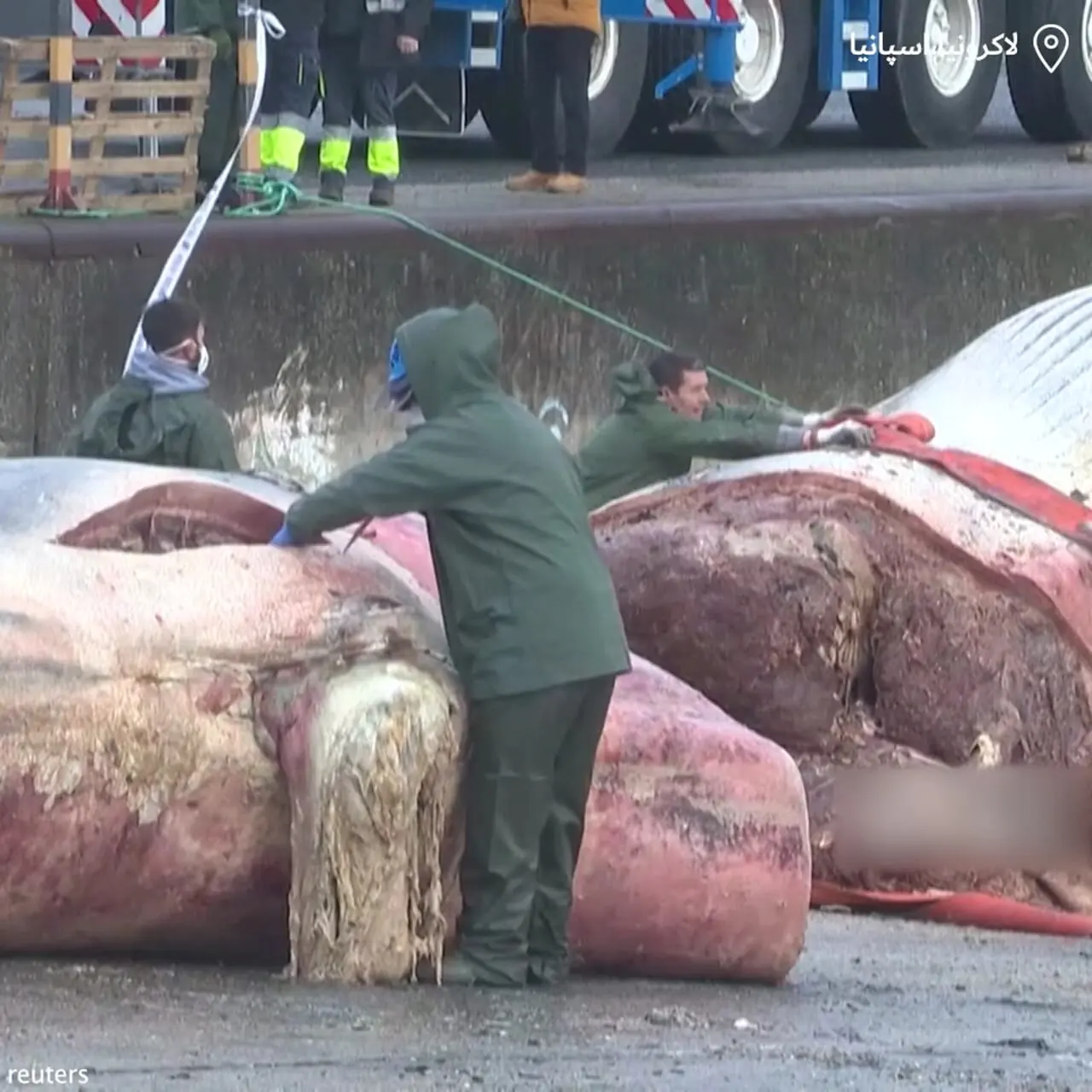 مرگ نهنگ کوژپشت در سواحل اسپانیا