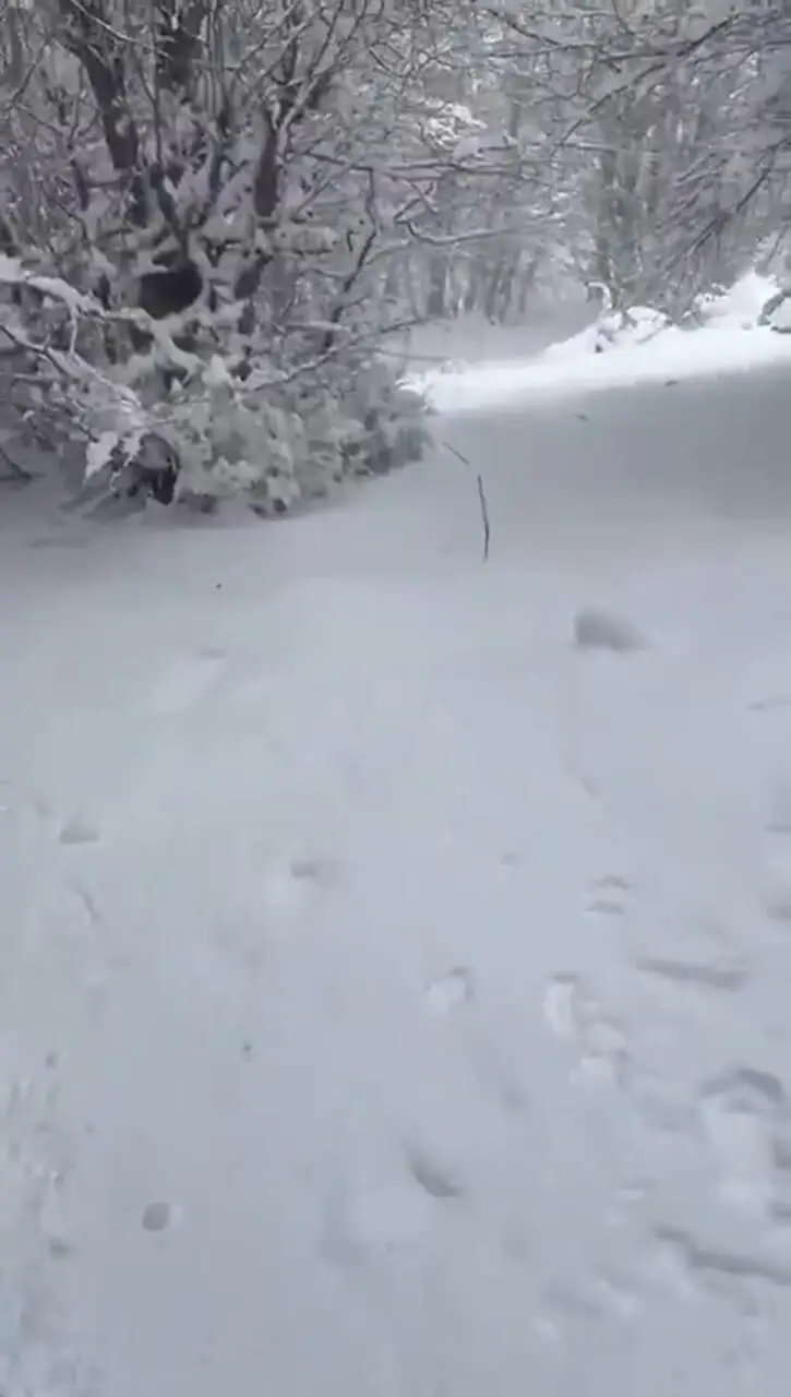 برف جنگلهای دیلمان را تماشایی کرد