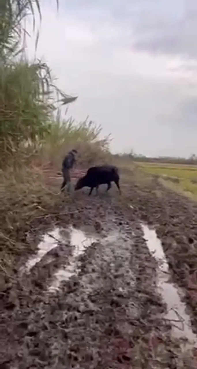 روزگار متفاوت قهرمان ایرانی دور از تشک کشتی
