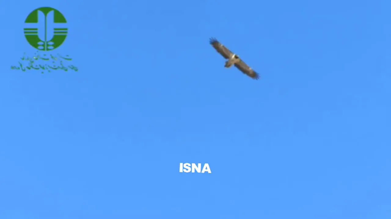 پرواز ۲ بهله همای نابالغ در پارک ملی صیدوا