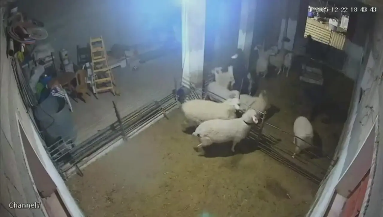 شهرک‌نشینان صهیونیست به گوسفندان هم رحم نکردند